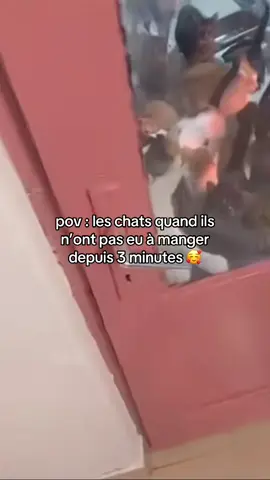 #floptok😍😍😭😌🤞💅💅 #flopera😘💅 #chat #relatable #pov #humour #eating #miaou #fyp #pourtoi #foru #videoviral #jiafeiproducts #jiafeifamily #jiafeiremix #fresh #thai #cupcakke 