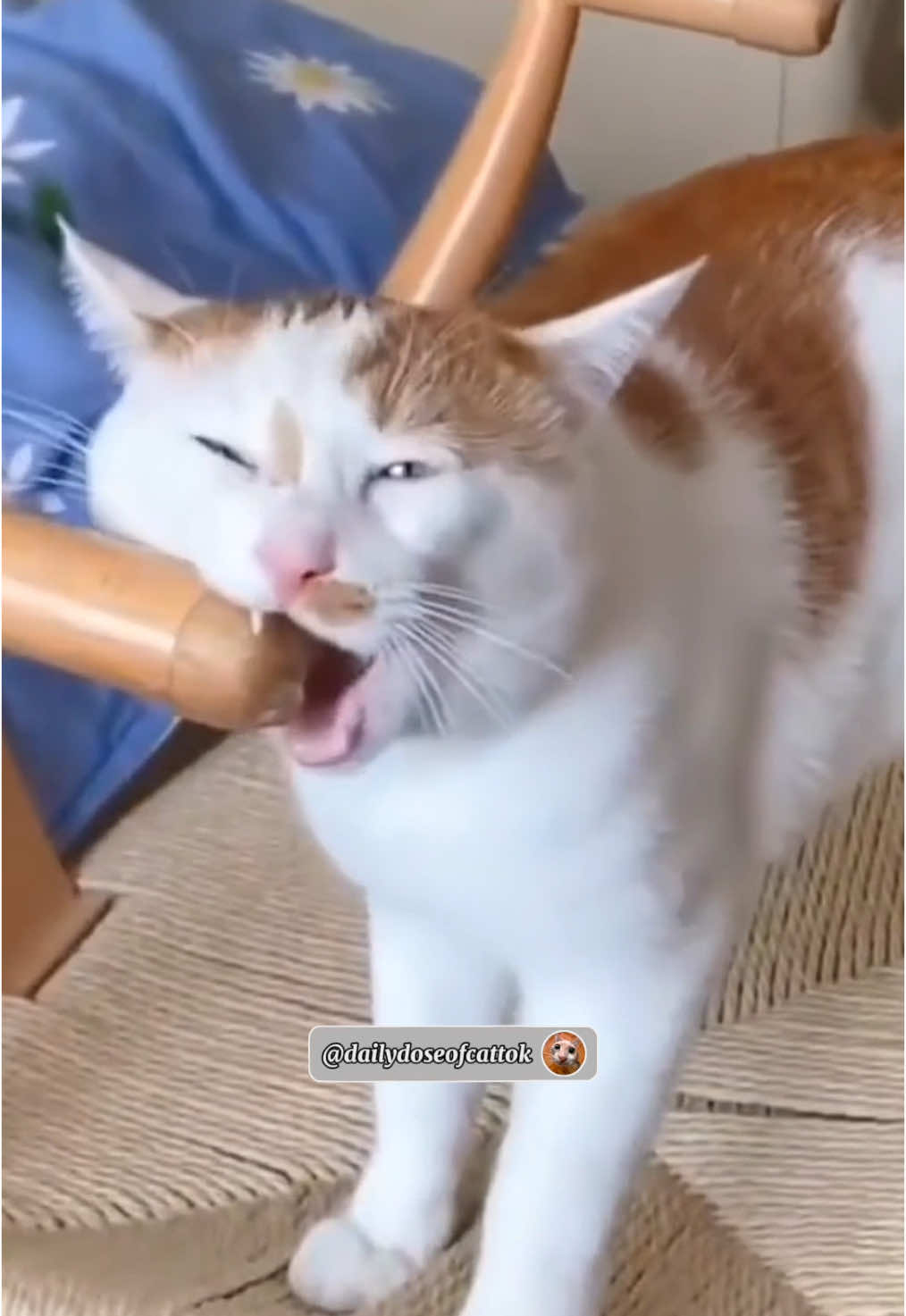 Haha the end🤣here are funny cat videos for you 😁 #cat #cats #funnycats #foryou #catcore #kitty 