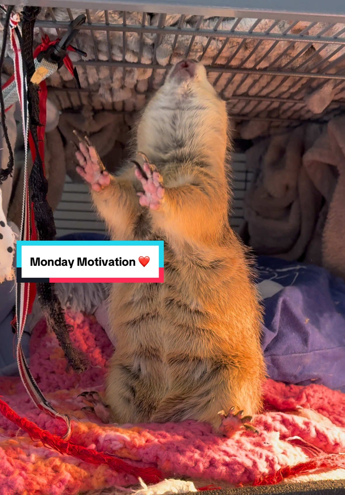 WAHOOO!!! Poppy coming in hot with big WAHOO for some #MondayMotivation • • • #prairiedog #animals #pet #funny #petlover #animal #instanimals #cute #fyp #foryou #foryoupage #viral #fypシ #poppytheprairiedog #viralreels #reels #reelsinstagram #rescue #rescuedogs #wahoo