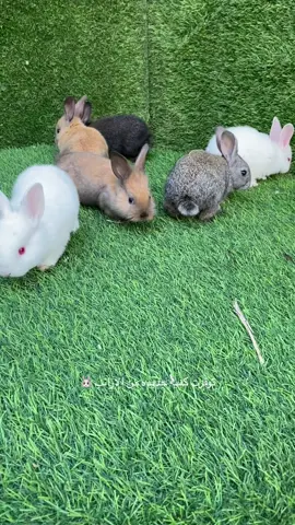 ارانب صغيره 🐰 #ارانب #ارنب #حيوانات_اليفة #موسم_الرياض 