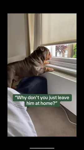 They deserve to see the world!! 🥹🌍 💙 #fypage #fypシ゚ #dog #dogsoftiktok #doglovers #dogmom #dogmomlife #dogmoms #englishbulldog #bulldogs #lilacbulldog #cutedog #dogsvideo #🥲 