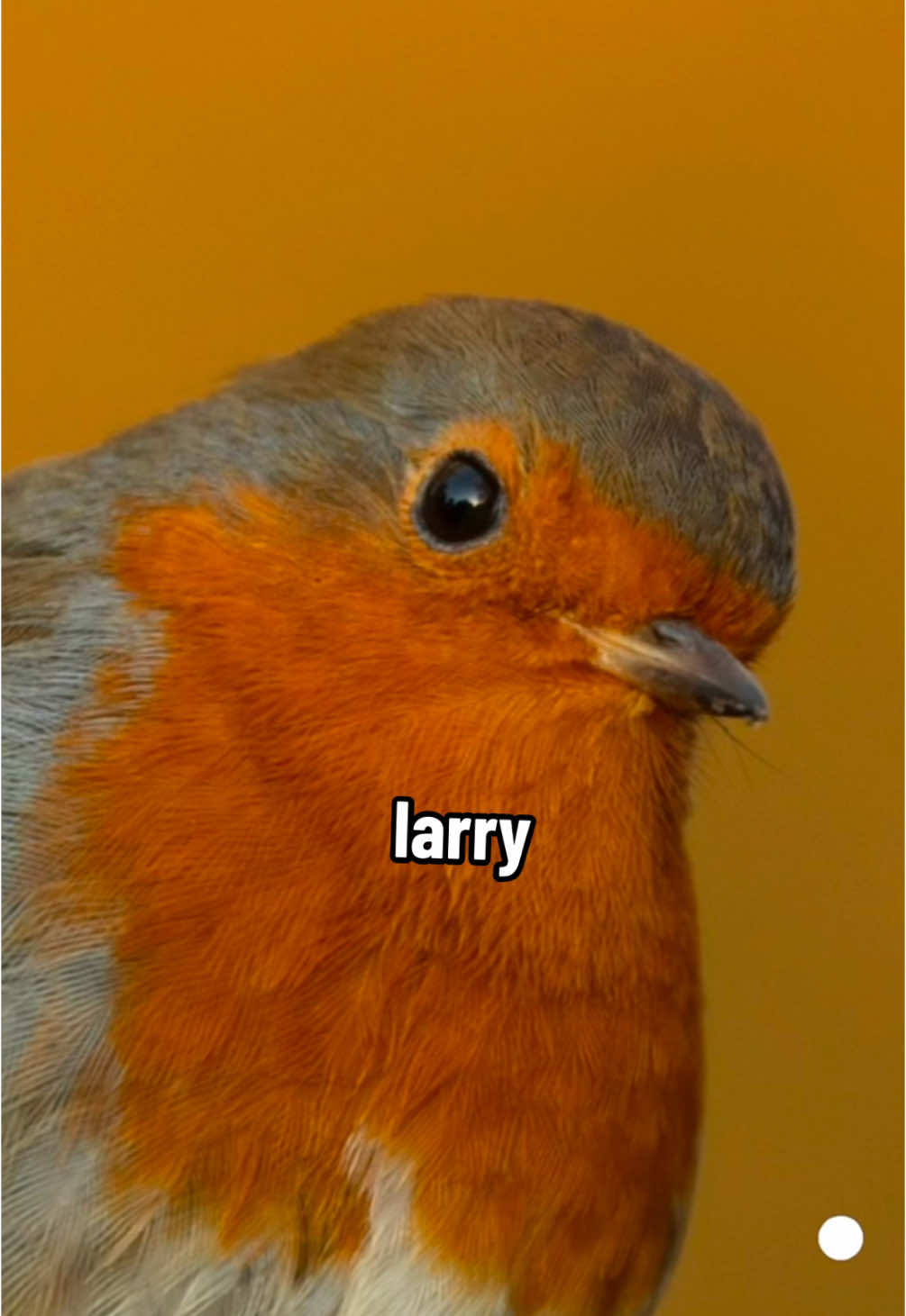 Replying to @nniF larry is not to be messed with 😟😟 🏷️ #birds #birdmemes #birdsoftiktok #birdtok #birding #birdlover #birdwatching #pigeon #robin meme, word on the street is, Larry, text to speech