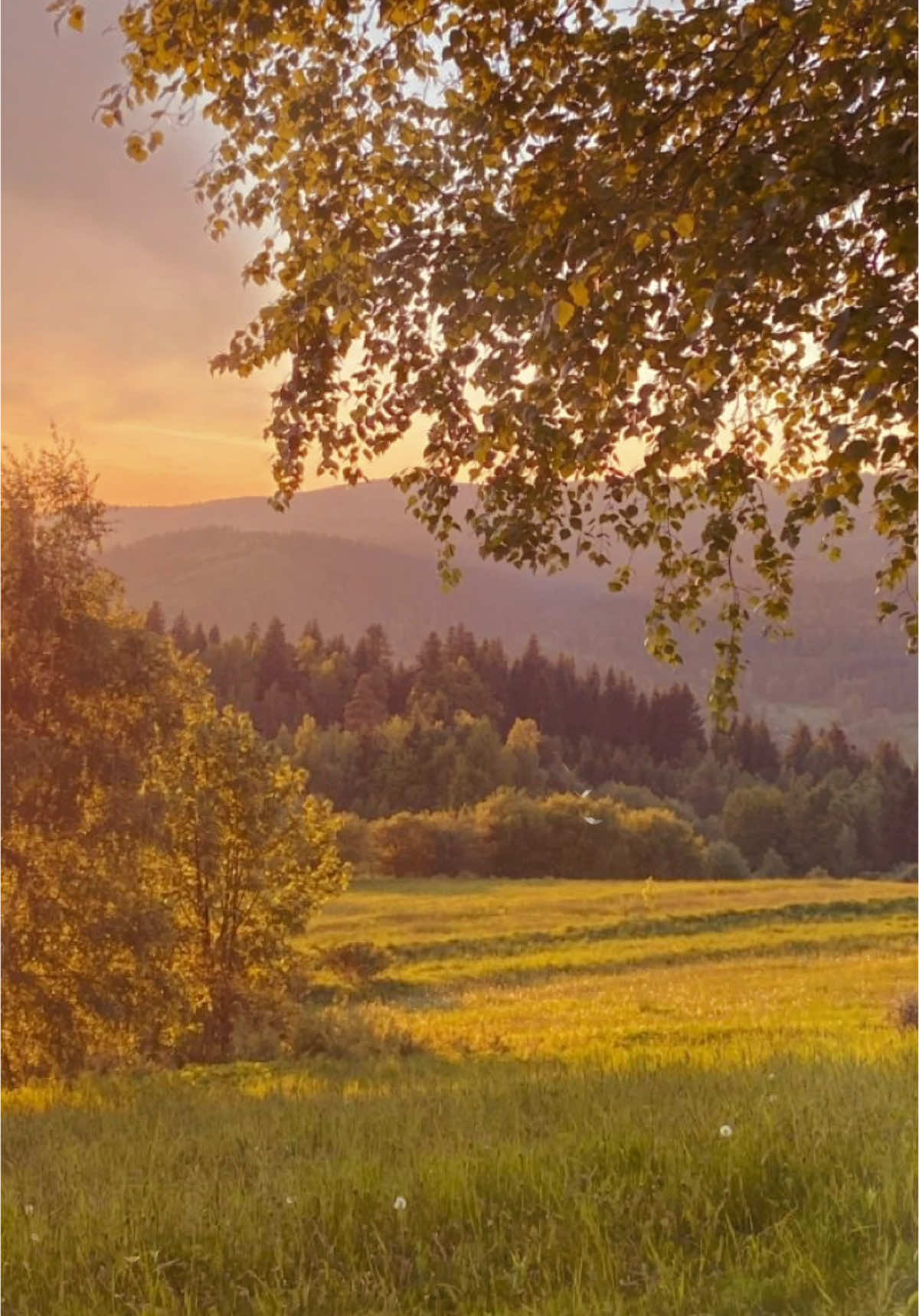 A calm summers evening walk in the countryside <3 