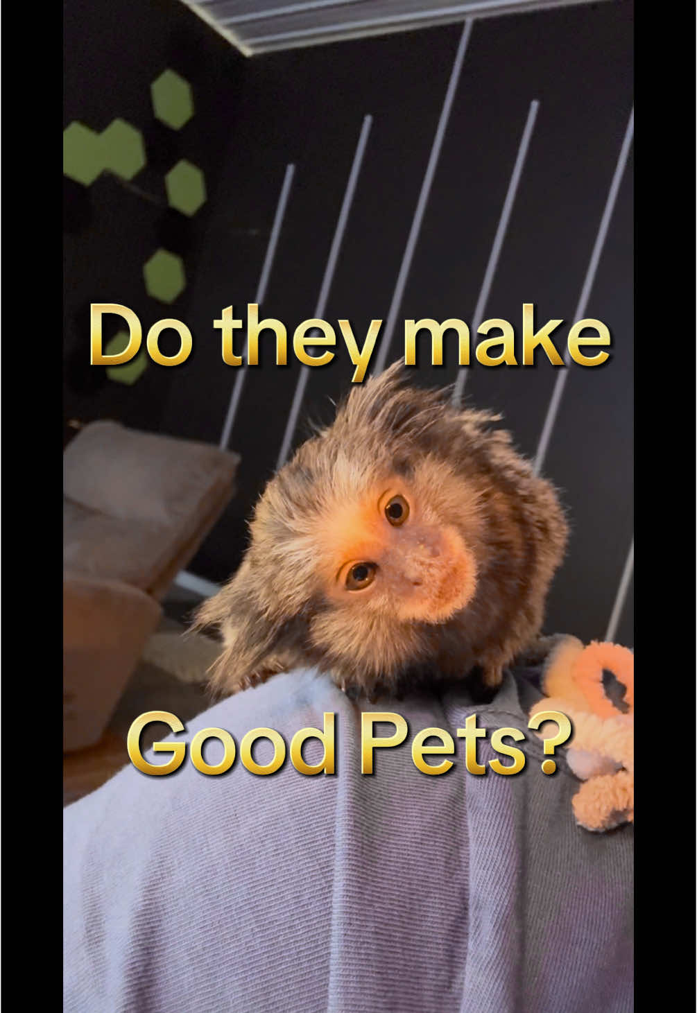 Do moneys make good pets? #konathemarmoset #pet #marmoset #monkey #baby 