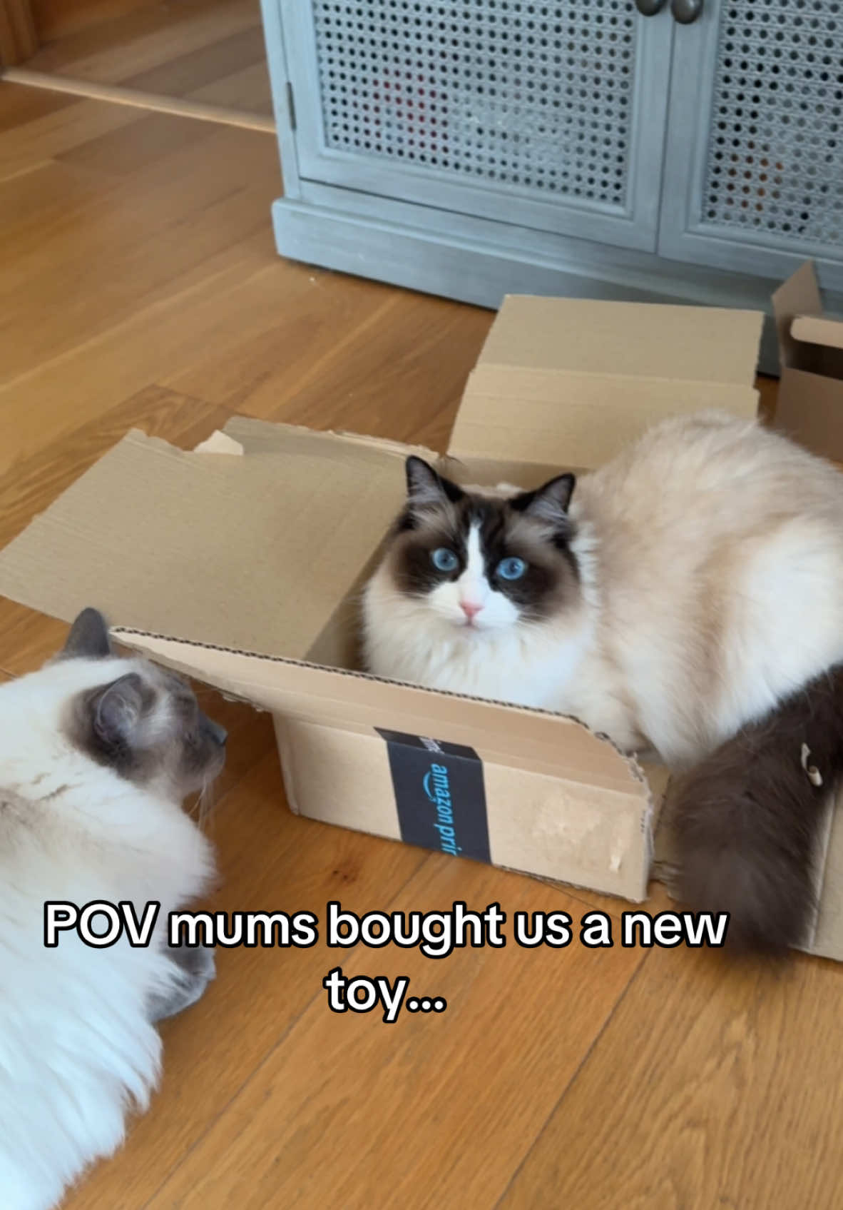 #cathumour #funnycat #trendingcat #viralcat #ragdollkitten #ragdollcat #viralcatvideos #catsoftiktok #catinfluencer 