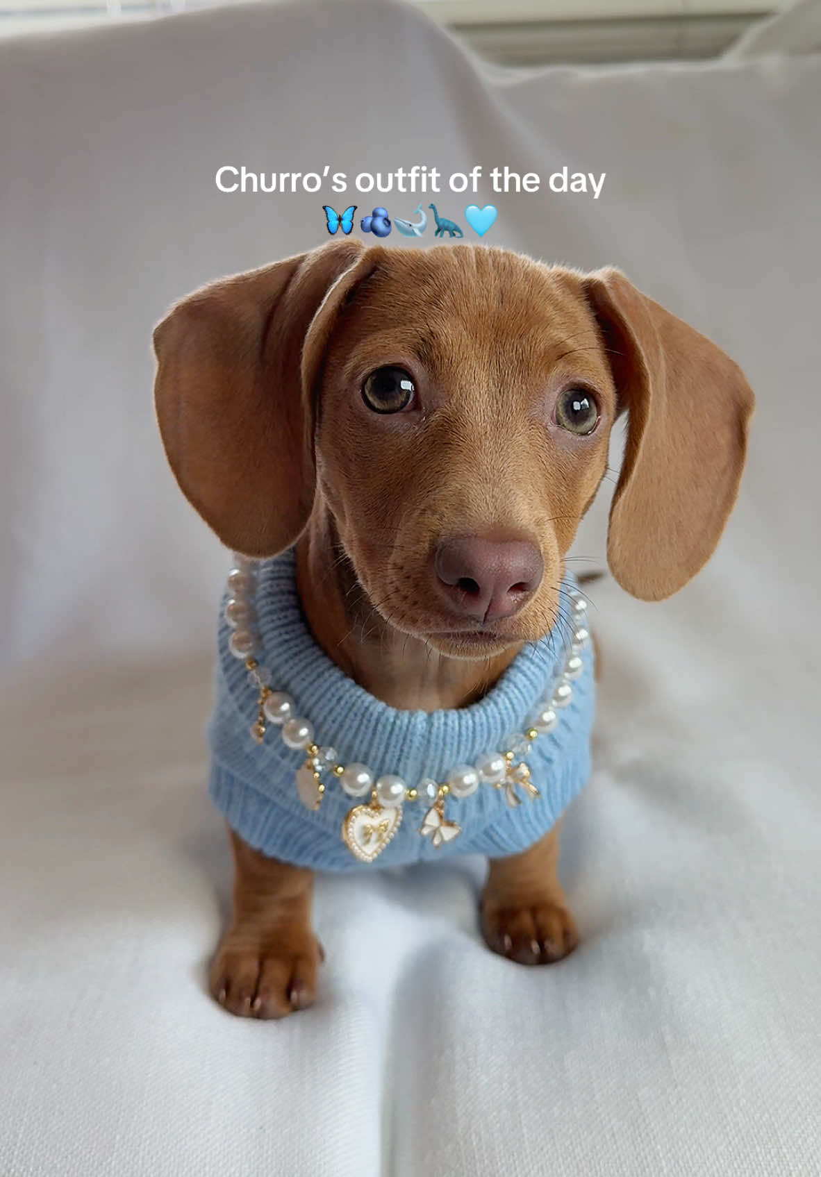 she’s so blue today in her blue sweater and pretty charm & pearl necklace 🩵🩵 #OOTD #imsoblue #blue #bouesweater #dogoutfit #outfitoftheday #dogjewelry #aesthetic #puppytok 