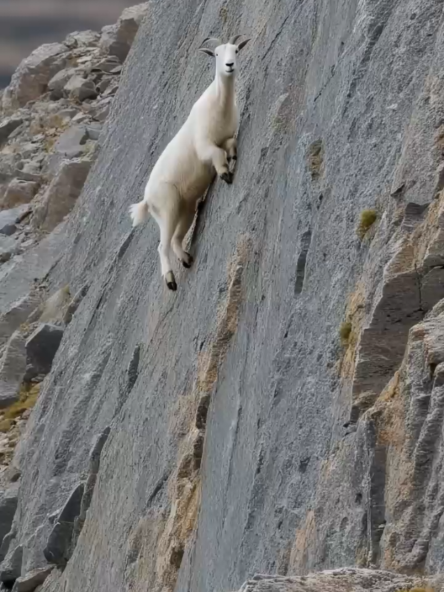 This Goat Defies Gravity! 🐐🔥 #GravityDefying #Wildlife #ExtremeClimbing #NatureWonders #ViralVideo #AnimalSkills #Unbelievable #TikTokNature #EpicAnimals #mountaingoat #wildwildlife #wildnature #goats #animals  #Love  #goat  #mountains  #goatlove  #chèvres  #fyp  #viral  #tiktok  #foryou