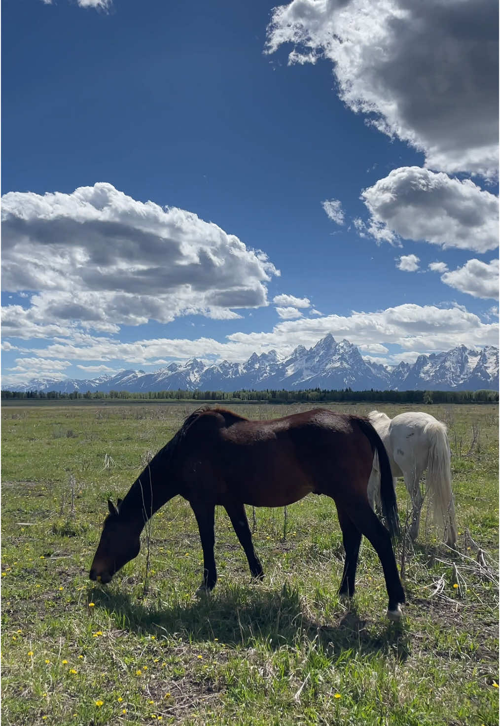 oh montana, how I miss you! #western #westernus #merica #montana #wyoming #cowgirl #ranchlife 