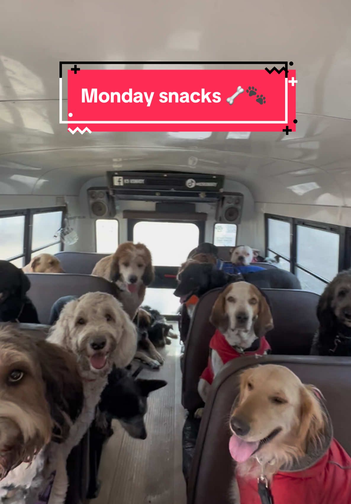 Monday snacks! Thank you @lakelivingpa Karen Rice! 🦴🐾  #dogpack #dogtok #dogsnacks #dogwalker #dogbus #doglife 