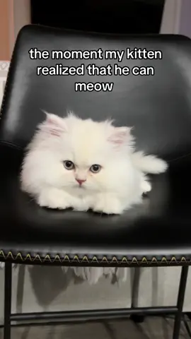 new skill learned today.              #kittensoftiktok #fyp #kitten #trending #catvideos 