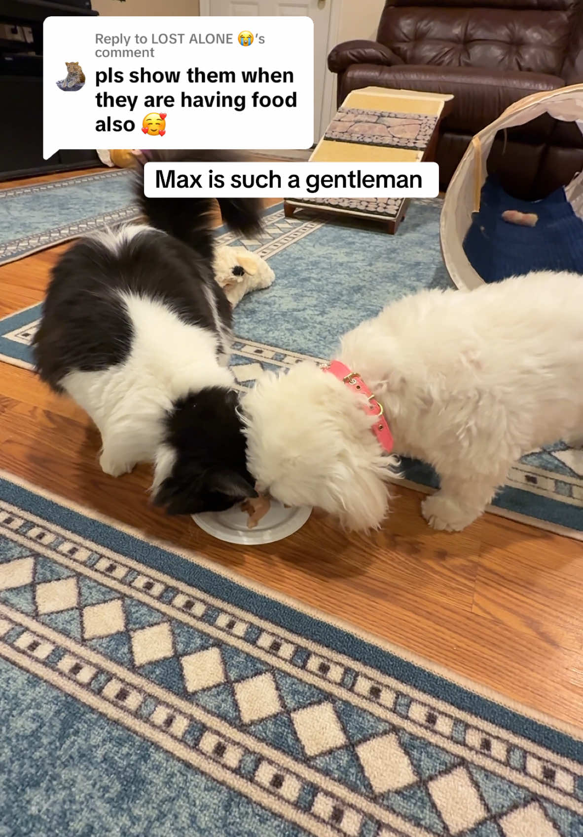 Replying to @LOST ALONE 😭 #rescuecat #Maltese #BestFriends #cats #dog 