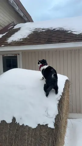 Meowdy purrtners. It was actually nice out temperature-wise after work today, so we went on a walk. Spicer did not approve of the amount of snow on his hay bales or all over his inspection area, or of the snow plow at the end of the video. Snow plows are too loud and do not pass inspection 🧐  If you like Spicer’s content please consider subscribing to his Patreon linked in his bio 😊  #cat #cattok #catlovers #tuxedocat #kittycat #catsoftiktok #catvideos #cutecat #catlover #catwalk #catwalks #cats 