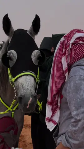 AF💚💚#jeddah #explor #خيل_وخياله🐎 #قدره_التحمل #الدوادمي 