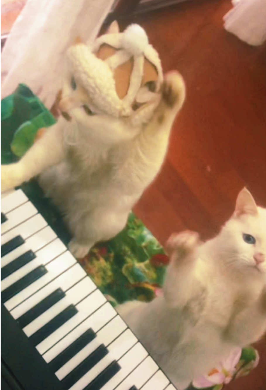 Beethoven criticized students during class #cat #catsoftiktok #cute #beethoven #piano #wedding 