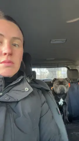 #staffy #staffordshirebullterrier #staffysoftiktoklove #staffypuppy #fypp #fypシ゚viral #funnyvideo #funnymoments #cuteanimals #cutedog #puppytiktok 