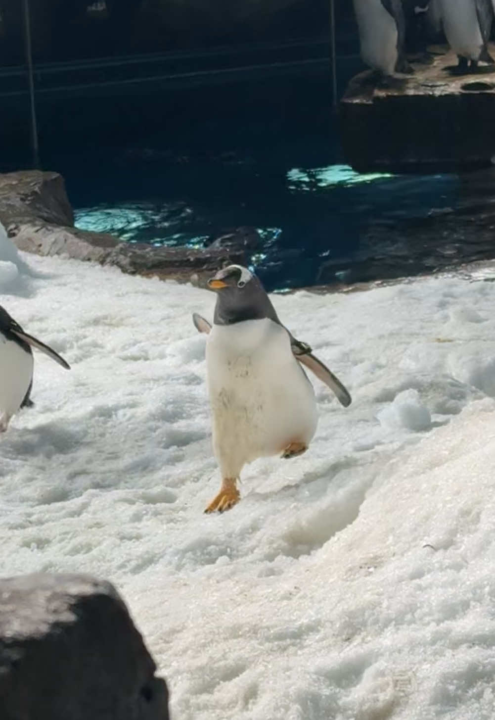 Always there when I need her. 🥒😍❤️ #Pickles #penguins #gentoopenguin #birdsoftiktok #aviculture #birdlife #birdlife 