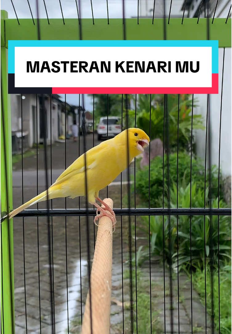 Masteran kenari tidak sampai 10 detik sudah nyaut #masteranburung #masterankenari #kenarimaniaindonesia #kicaumaniaindonesia #canarybird #kenarimania 