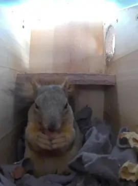 Today, Emma had a particularly eventful day. With the temperature finally climbing into the mid 40s after a stretch of frigid weather, she seized the chance for some much-needed playtime. She spent most of her day in the other box the one Emmet has been sleeping in lately. Emma carried in an impressive number of acorns and devoured them all, turning the box into her own little dining room. Watching her feast with such enthusiasm was both amusing and heartwarming. #squirrel #squirrels #squirrelsofinstagram #squirrellove #squirrellife #squirrelsofig #squirrelsafeheaven  #squirrelwhisperer #squirrellover #squirrelsquad #squirrell #squirrelfriend #squirrelfriends  #aquirrellove #squirrelphotography #squirrelwatching #squirrelhouses  #squirrelstagram #squirrelpeace #squirrelmaster #squirrelhome #squirreloftheday #squirrelbox #squirrelboxing #squirrelcamera 