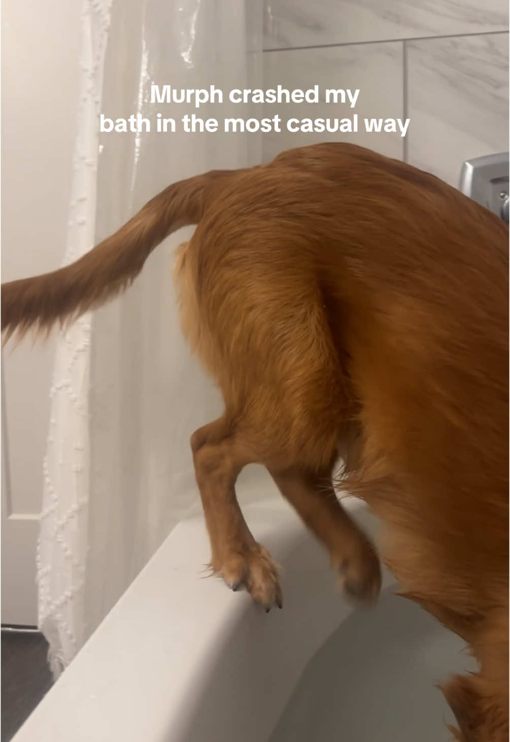 Baths have never been more entertaining and cute #goldenretriever #golden #dogsoftiktok #puppy #dogsoftiktok #goldenpuppy #murphthegolden #dogtokers #puppytok #goldenretrieverpuppy #dogtok 