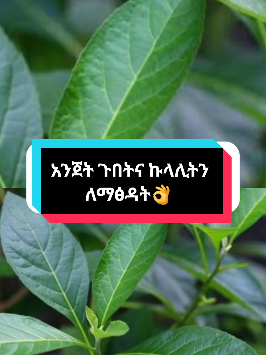 አንጀት ጉበትና ኩላሊትን ለማፅዳት👌🏻#healthtip🌿🌿🌿 #healthtipstiktok #officallyforyou #officialtiktok #viral_video_tiktok #viral_video #fyp 