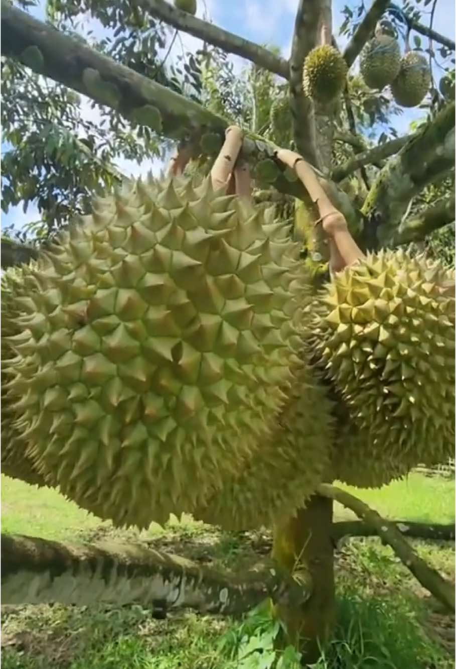 Apakah makan buah durian meningkatkan kadar kolesterol dalam darah? Makan buah durian tidak menyebabkan kadar kolestrol tinggi. #agricultureindonesia #garden #informasipertanian #seputarpertanian #seputarhortikultura 