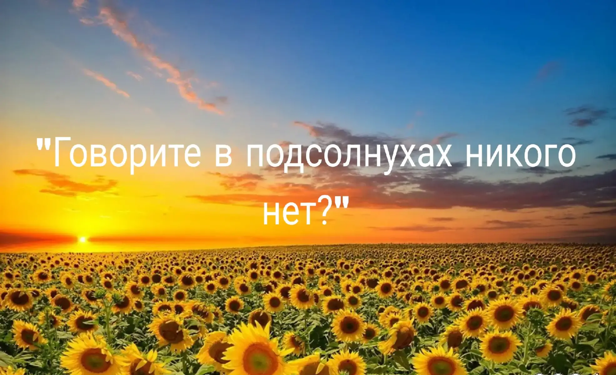 Подсо́лнечник одноле́тний, или Подсо́лнечник ма́сличный (лат. Heliánthus ánnuus) — вид травянистых растений из рода Подсолнечник семейства Астровые. Народное название — подсолнух. Является одной из важнейших масличных культур.  Цветёт в июле — августе в течение 30 дней. Перекрёстноопылитель (с помощью пчёл, других насекомых и ветра)[3][7]. Пыльцевые зёрна трёхбороздно-оровые, шаровидной формы. В диаметре (с шипами) 37,4—44,8 мкм. В очертании с полюса и экватора почти округлые. Борозды шириной 4—5 мкм, короткие, с неровными краями, часто со слабозаметными контурами, с притуплёнными концами. Оры овальные, экваториально вытянутые, шириной 4—5 мкм, длиной 6—6,5 мкм. Ширина мезокольпиума 22—25 мкм, диаметр апокольпиума 11—14,2 мкм. Толщина экзины (без шипов) 1,2—1,8 мкм. Подстилающий и нижележащие слои тонкие. Высота стерженьков под шипами до 1 мкм, между шипами, 0,3—0,4 мкм. Скульптура шиповатая, высота шипов 3,5—5 мкм, диаметр основания 1,2—1,5 мкм, концы их оттянуты и заострены; шипы расположены равномерно, на мезокольпиуме в полярной проекции находится пять шипов. Пыльца золотистого цвета[7]. █░█ █▀▀ █▄░█ █▀█ █▀▄▀█ ▀▄▀ ██▄ █░▀█ █▄█ █░▀░█