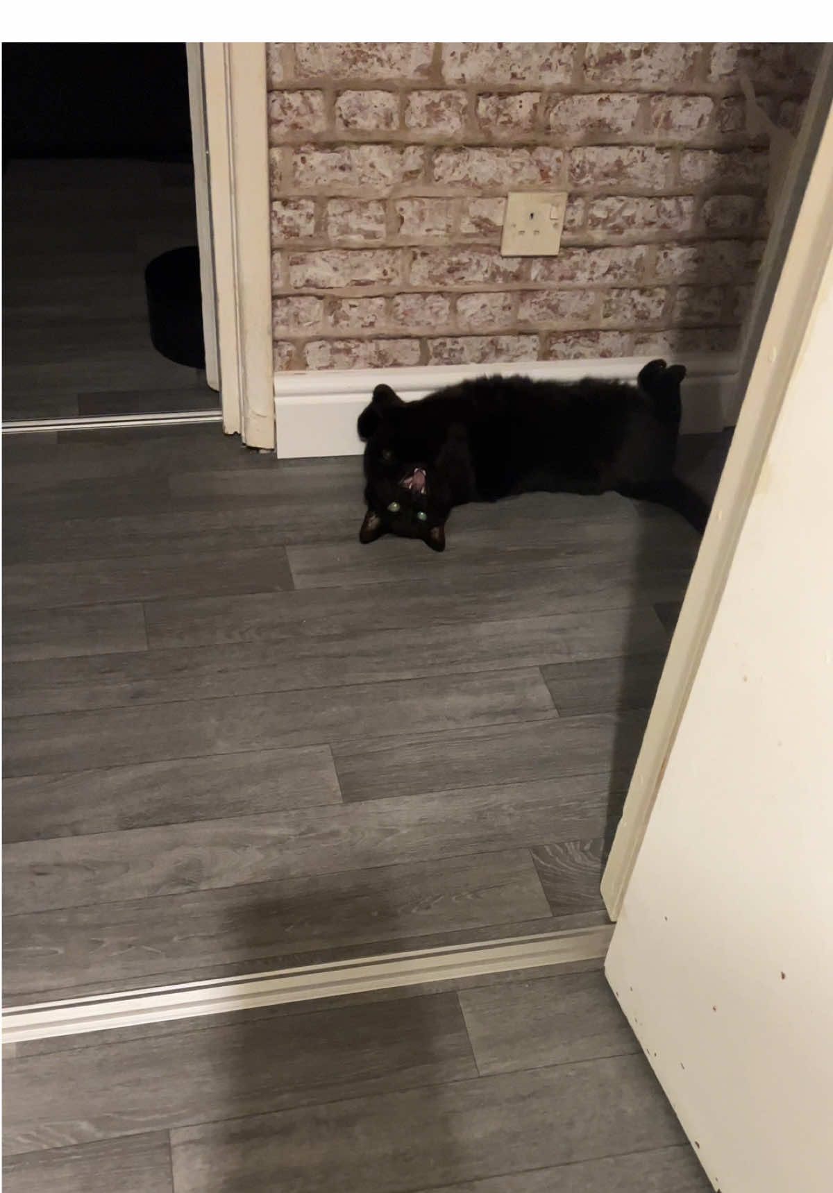 Him upside down like a bat🥺🧛🏿‍♀️🐈‍⬛ . . . . . . . . . . . . . . #cat #cats #catsoftiktok #blackcat #blackcats #blackcatsaregoodluck #Love #adorable #aww #cute #baby #furbaby #family #catparents #catmom #catlady #catlover #funny #relatable #catproblems #void #voidcat #teefs #meow #rant #boba #eyes #happy #blessed #snack #food #caught #caughtoncamera #tabbycat #drama #tabbycat #tortie #tortiecat #bat