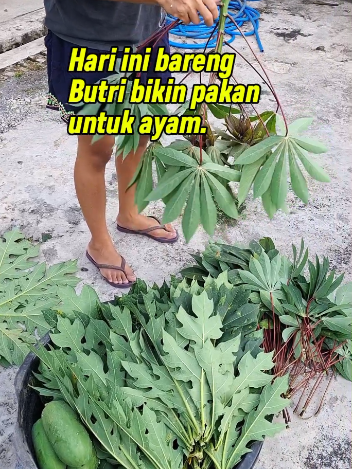 Rutinitas yang pantang untuk kami lewatkan. Pakan fermentasi untuk pembesaran ayam umur 1 bulan up. Bisa di simpan berbulan bulan. #pakanayam #ayamkampung #beternakayam #ternakayamkampung #fyp #viral #ayampedaging #usahaternak #peternakmuda 