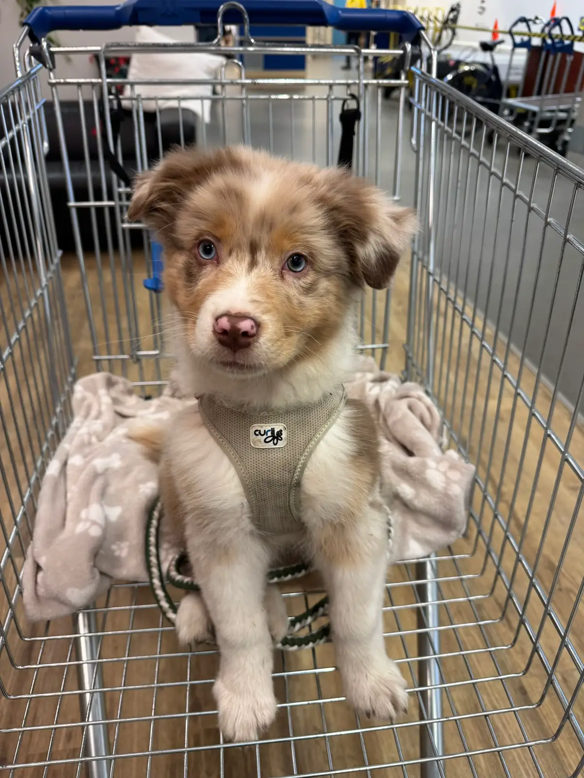 Mit Leckerlis erobert man mein Herz🥰 #puppy #australianshepherd #welpe #dog #funnydog #aussie #australianshepherdwelpe