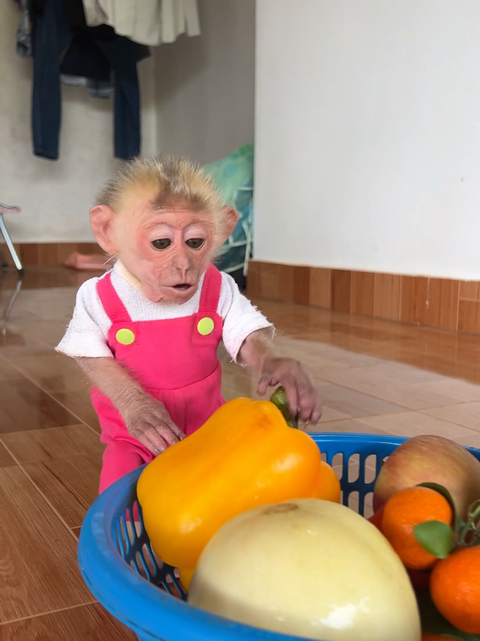 Baby monkey Moon chooses fruit. #monkey #babymonkey #monkeydluffy #monkeysoftiktok #usa_tiktok #usa🇺🇸 