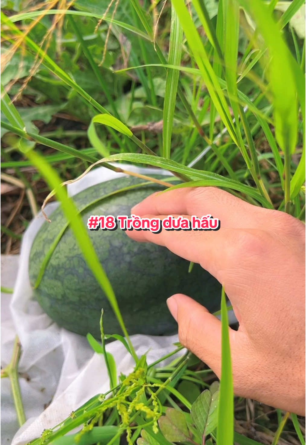 Ăn dưa hấu.  #hienonha 