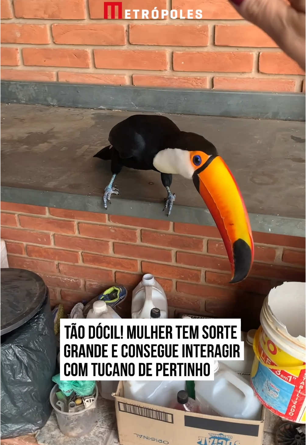 Vídeo #viral que mostra o dia em que Rafaela teve a sorte de ser visitada por um #tucano #majestoso voltou a encantar o público das redes. A mulher foi surpreendida pelo #pássaro que apresentou um comportamento desconfiado, mas também amigável. A câmera e a aproximação da moça não inibiram a #ave, que permaneceu receptiva, andando sobre o balcão de pedra.  Corajosa, a mulher decidiu tentar fazer um carinho, mas o animal se esquivou traçando os limites da interação. Rafaela contou que o tucano curioso voltou no dia seguinte, desta vez pela janela do quarto. Vale destacar que é preciso cuidado no contato com animais #silvestres. #TikTokNotícias 📹 S2rafaelareis (ig) | @myhoodbr