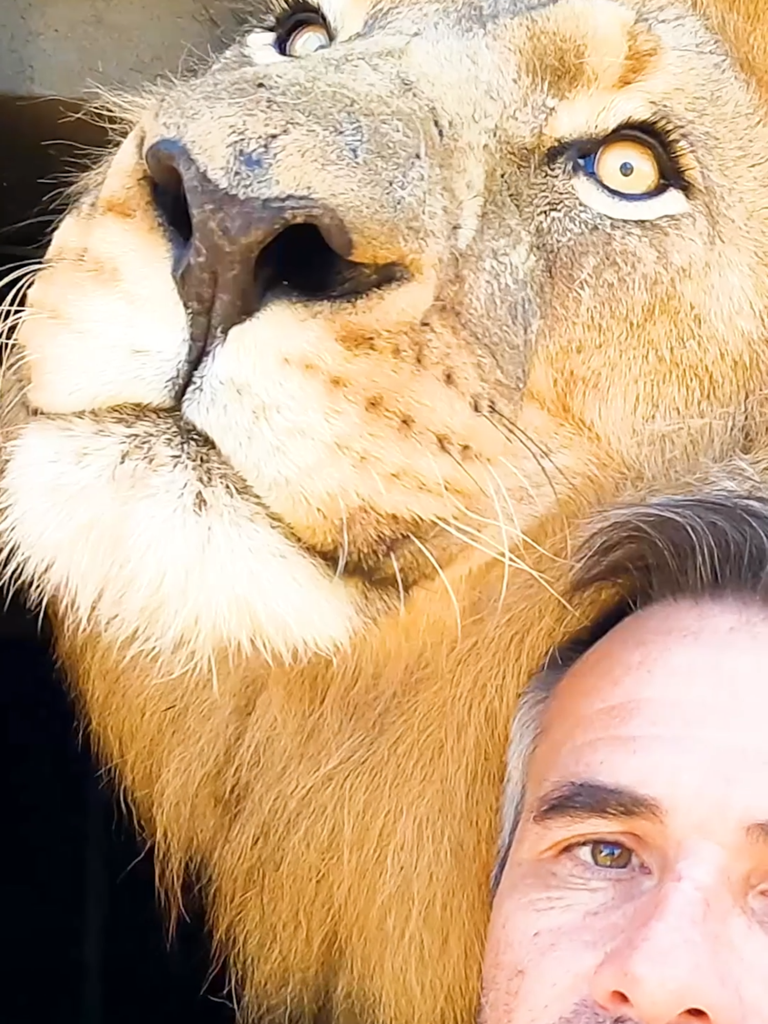 How to Talk to LIONS. Bobcat the Lion demonstrates how he communicates with Kevin Richardson. #catsoftiktok #wildanimals #nature #lionking #heartwarming