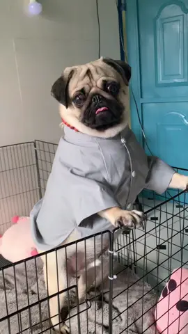 Bắp đi chùa #thucungvuinhon #cunyeu #babypug #pugpuppy #dog #thucung #pug 