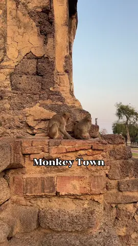 Monkey Town, (Lopburii) full of monkeys everywhere  YouTube video link in bio #travel #thailand #monkey 