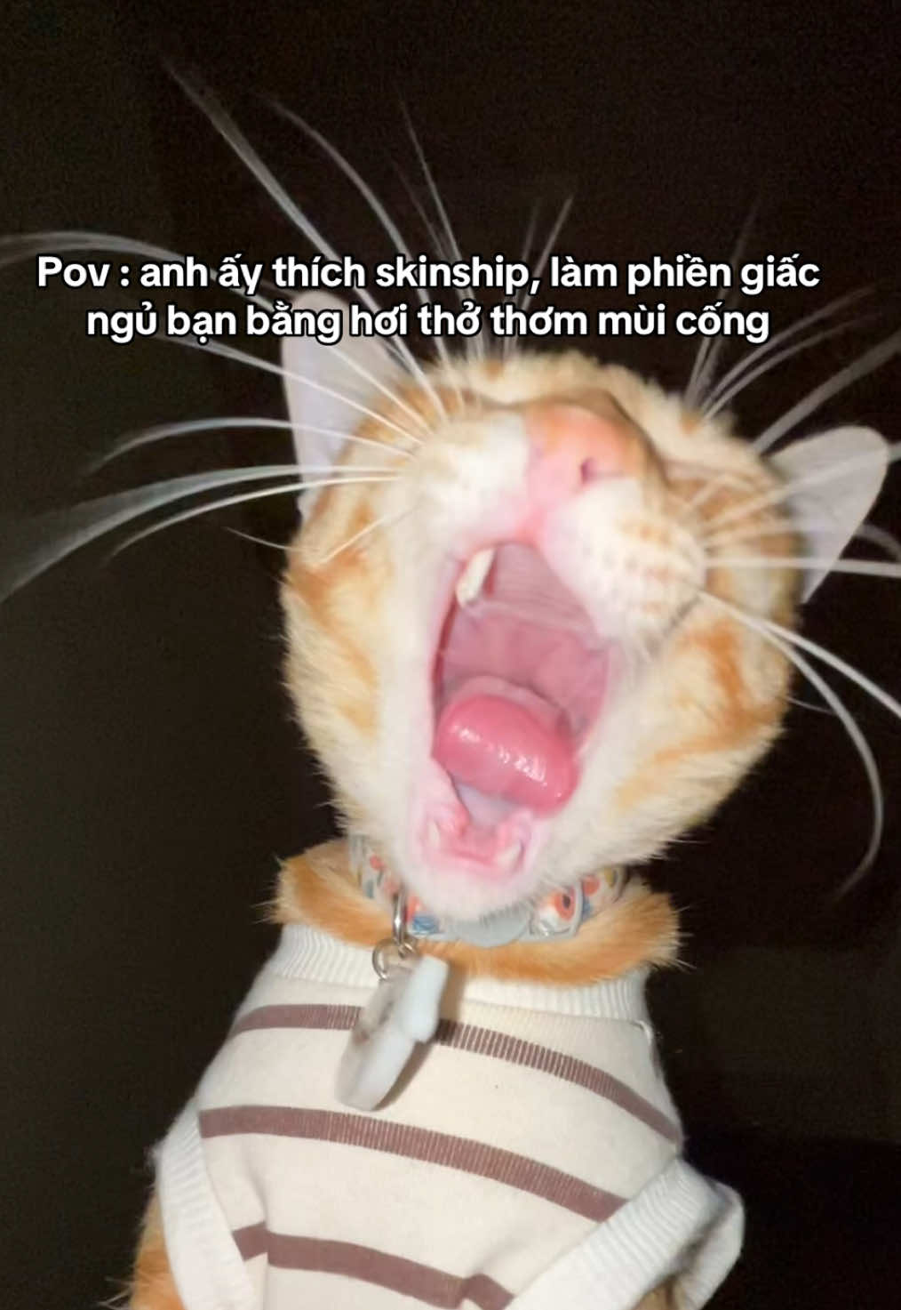 Dậy đón giao thừa #mèo #meo #meow #cat #catsoftiktok #skinship #tết #fypシ゚ #xuhuong #choangu #chongu