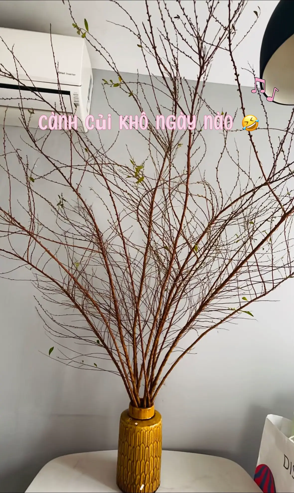 Lần đầu cắm tuyết mai, cũm may mắn vì đã nở rộ 🦋🧏🏻‍♀️🌸#hoatuyetmai #tet2025♥ 