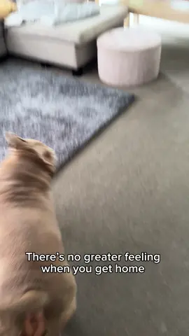 Nothing greater than the get home Zoomies #zoomies #funnydog #puppy #dogs #dog #americanbully #staffy #dogsoftiktok 