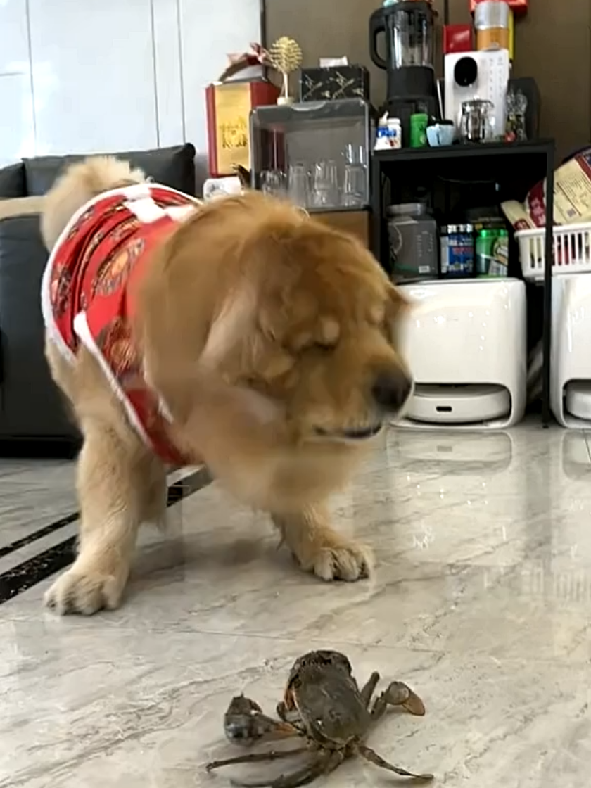 Lion dance #goldenretriever #dog #fyp 