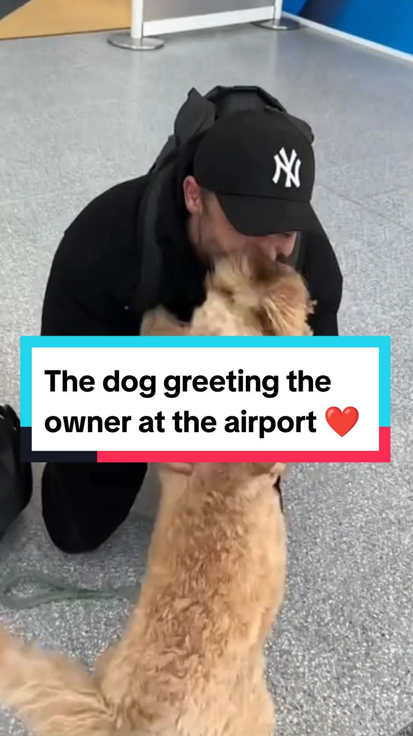 Owners had welcome reunions at the airport with their dogs 🥺❤️ #dog #dogsoftiktok #dogs #doglover #dogtok #doggo #dogstory #reunion #reunited #emotional #wholesome #heartwarming #hearttouching #fyp #foryoupage #fypシ 