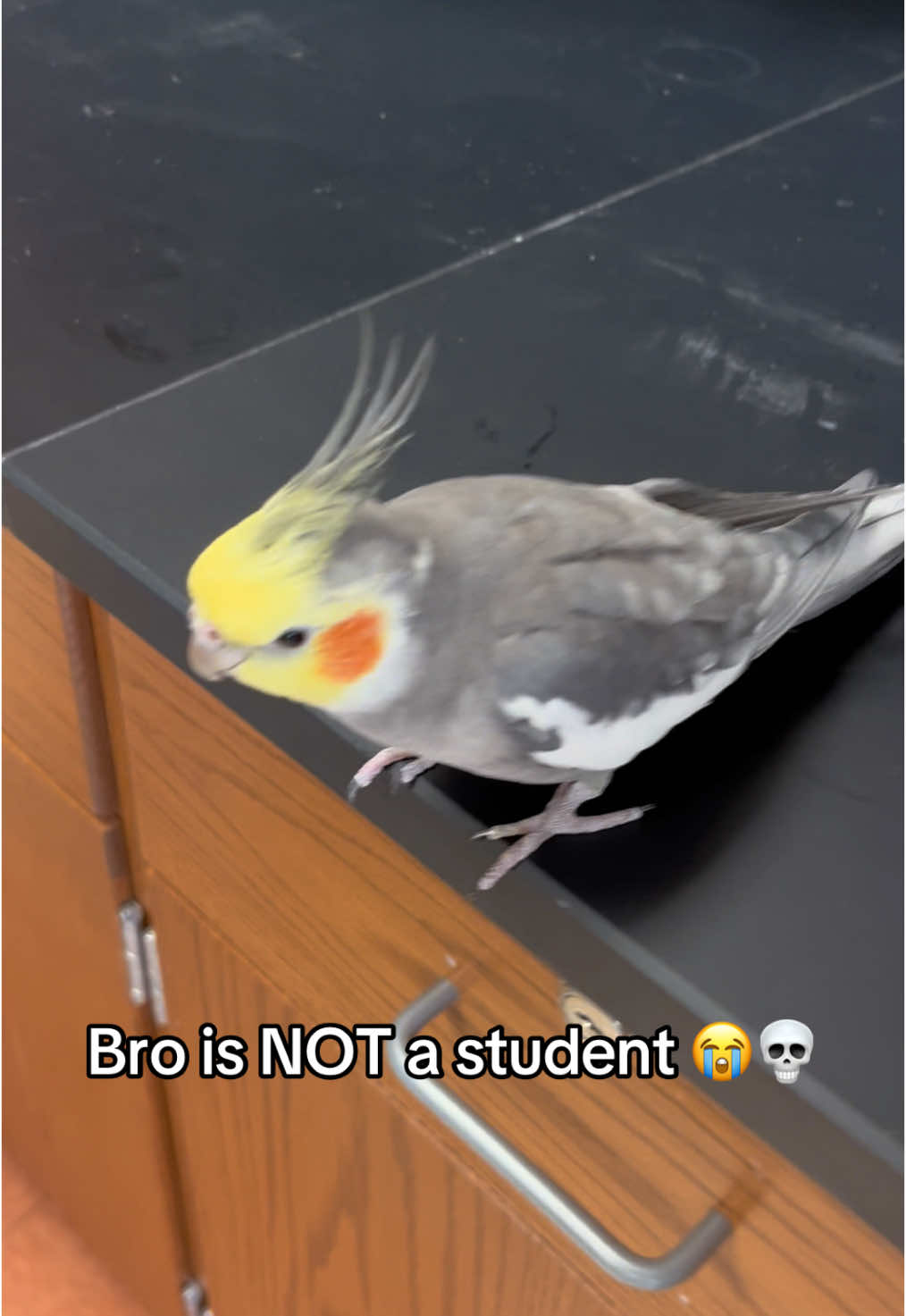 Since everyone loves Arrow in school posts #antiwingclipping #satire #fullyflighted #cockatiel #cockatielsoftiktok #parrot #parrotsoftiktok 