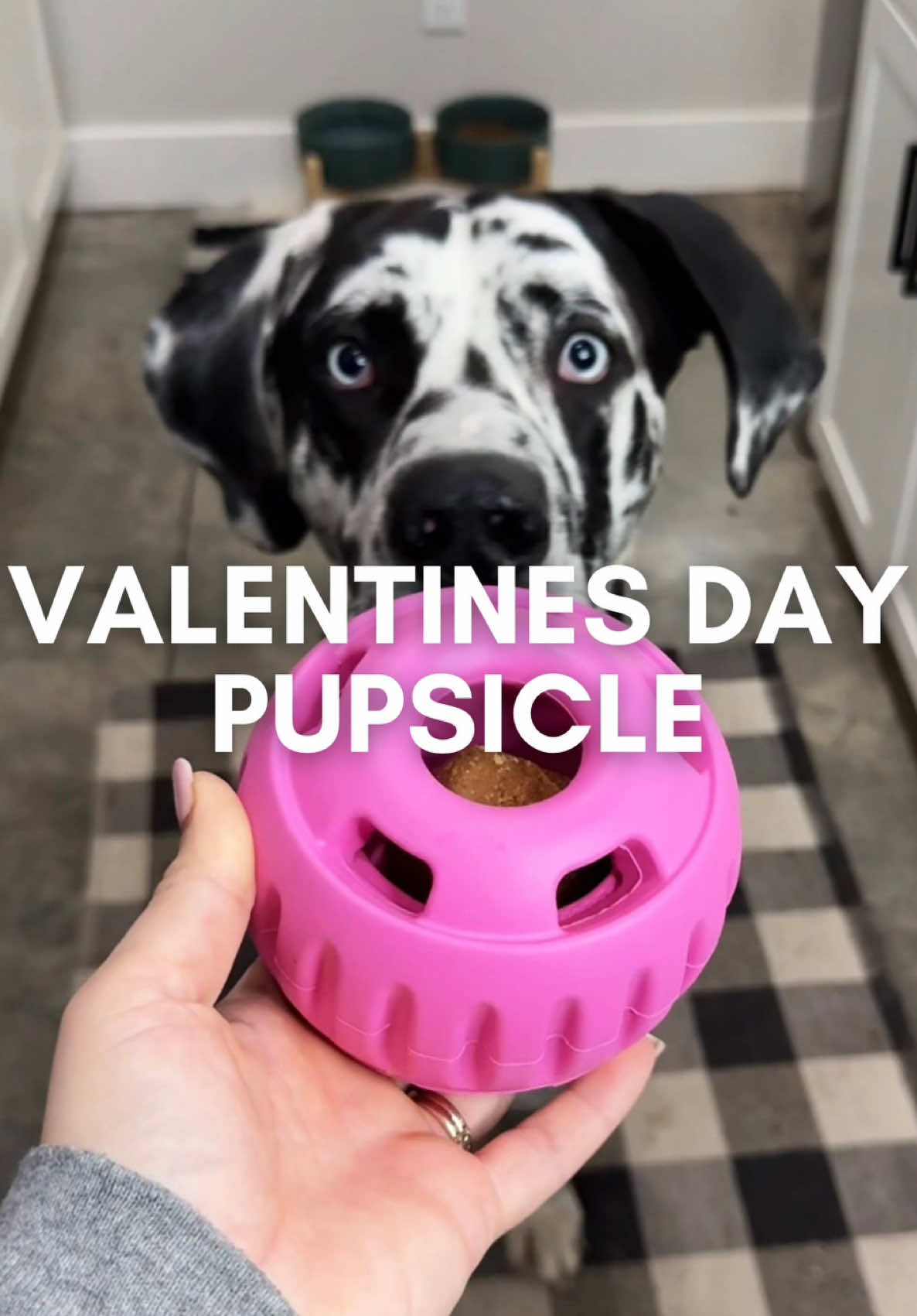 #roccothegreatdane #pupsicle #enrichment #dogenrichment #harlequingreatdane #greatdane #dogsoftiktok #dogvlog #cute #adorable #blueeyes #bigdog #dogmom #mamasboy #spoiled #funny #funnydog #doghumor