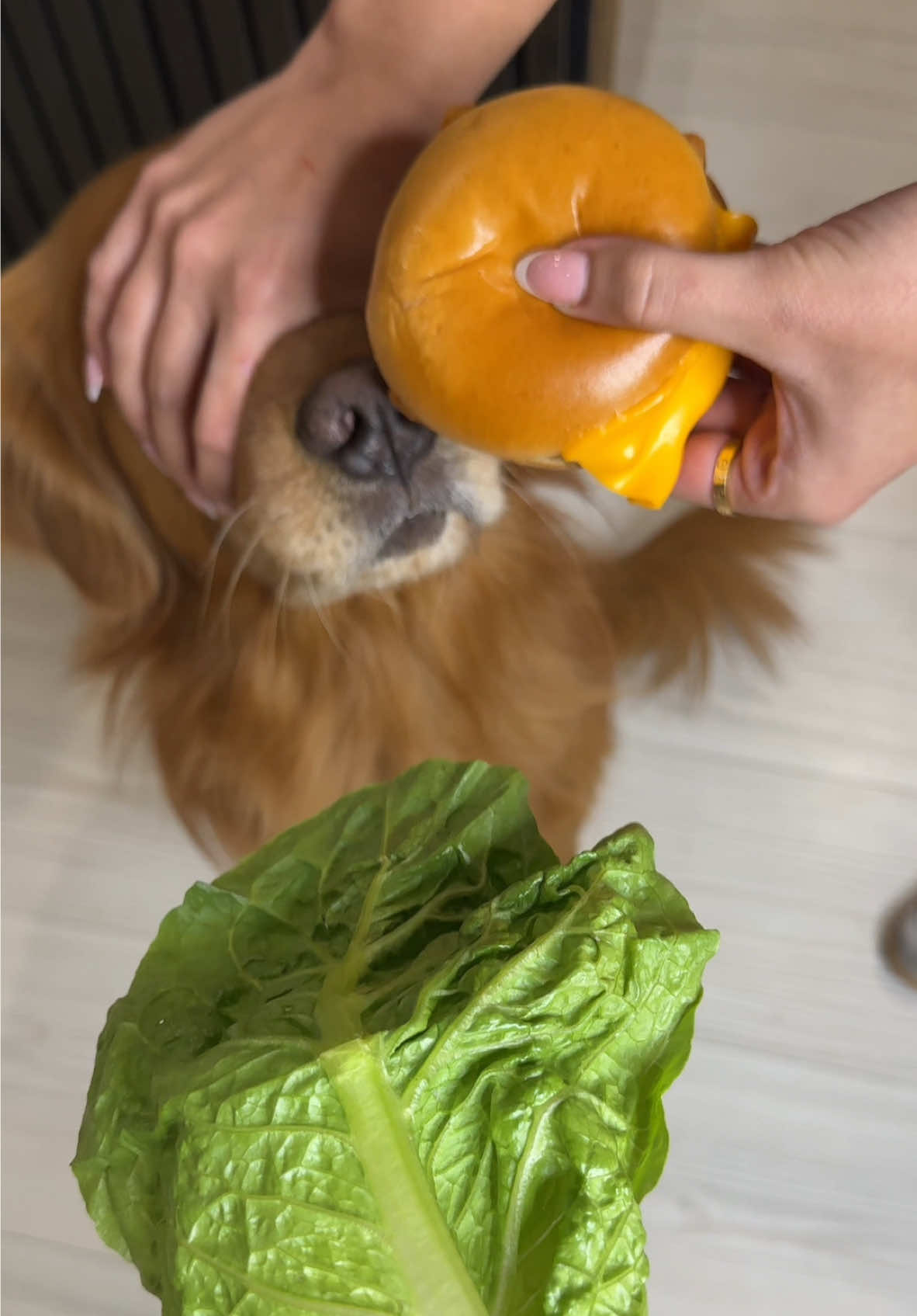 Tricking @lunathatgolden into eating her vegetables! (I almost lost a finger) 🦈 #goldenretriever #dogchallenge #funnydog #hungrydog 