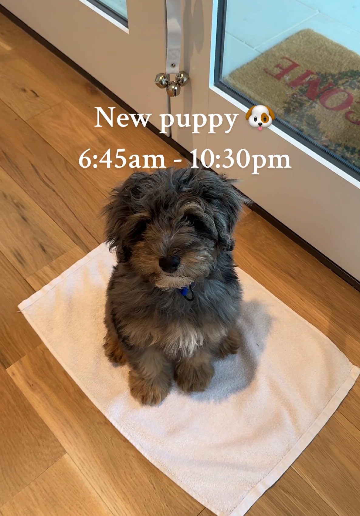 First full day with puppy Moose #puppyvlog #puppyroutine #newpuppy #puppytiktok 