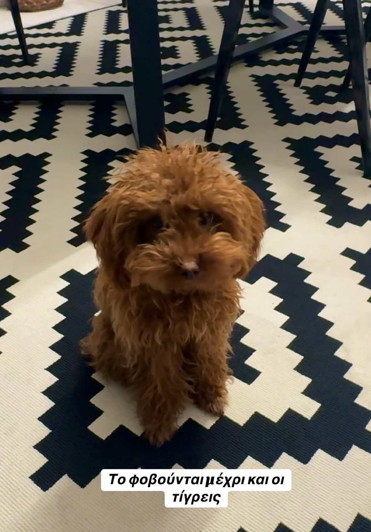 Παρουσιάζουμε το Αλαμπάϊ 🐅🐯 #fy #fyp #toypoodle #poodle 