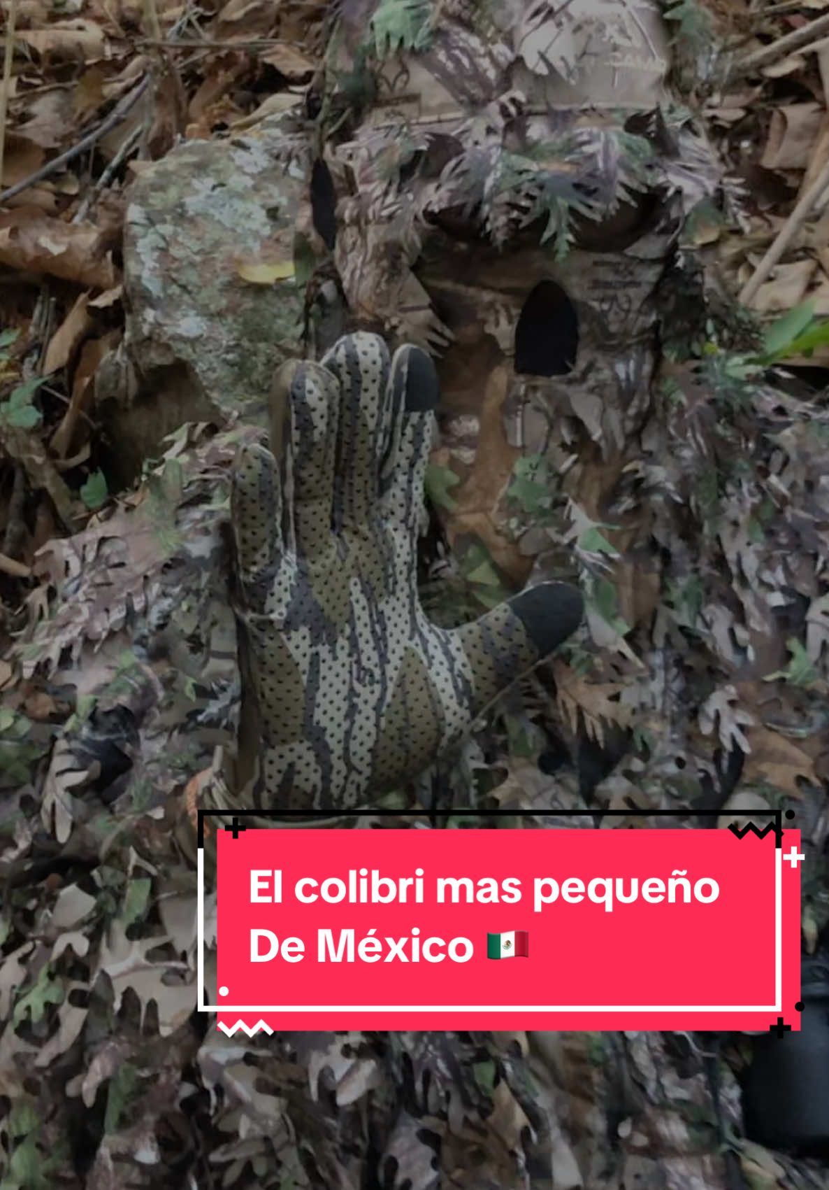 El colibrí endémico más pequeño de México 🇲🇽. #naturaleza #Colibri 