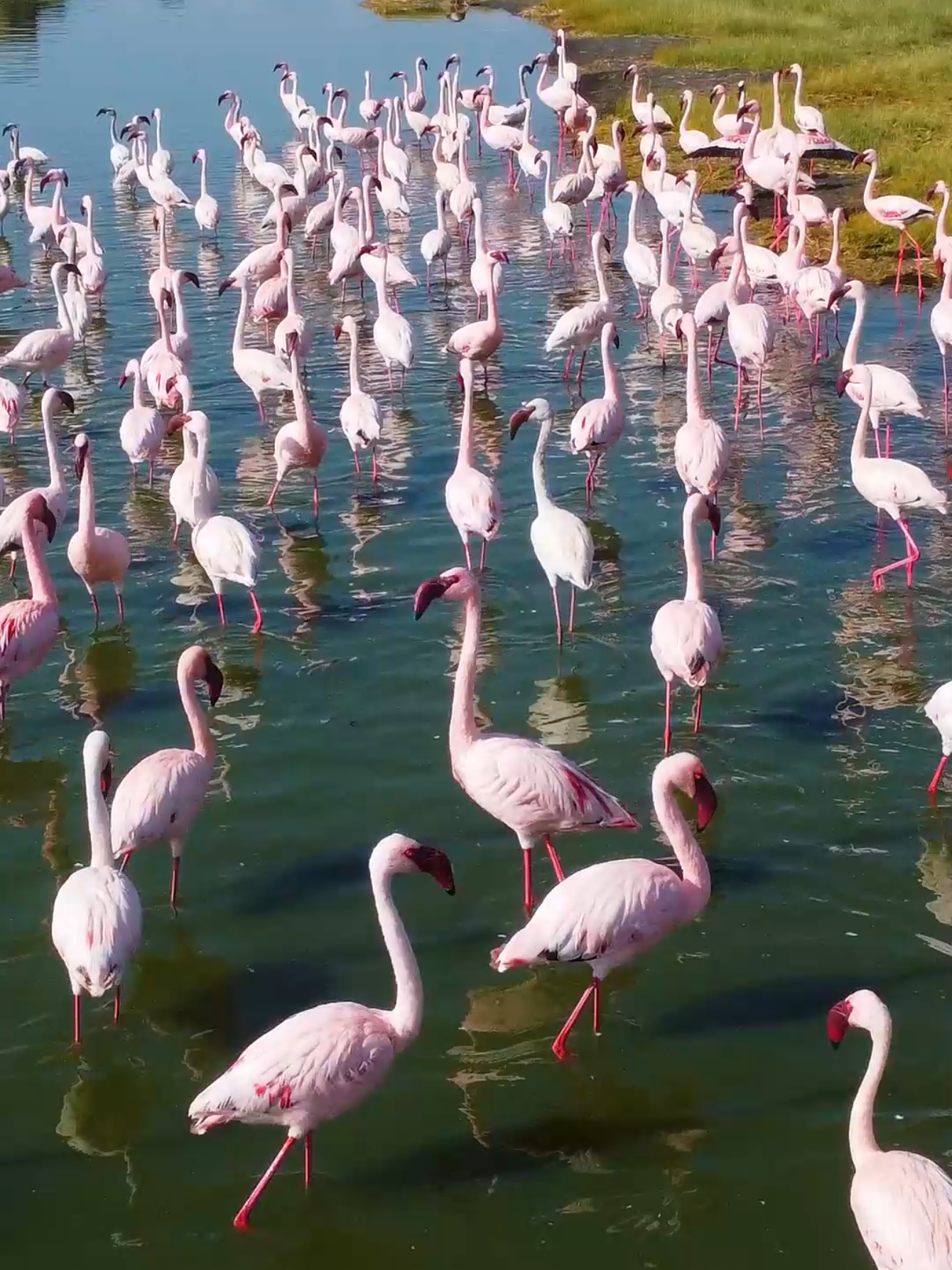 🦩 Did you know flamingos aren't born pink? 🤯 #fyp #foryoupage❤️❤️ #foryoupage #beauty #wildlife #lakeside ##riftvalley #travel #explore #adventure #wild #kenyantiktok #tiktok #kenya #africa #beautiful #kenyantiktok🇰🇪🇰🇪🇰🇪🇰🇪 #traveltok #likes #follow #uktalent #trendingvideo #trending #vibes #slow #relaxing #viral #makeitviral #flamingo 