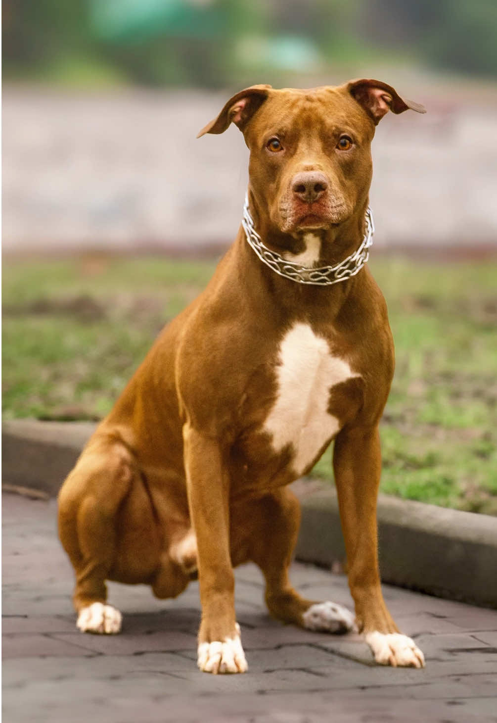 Richie | plays dog  • • • • #dog  #streetphotography  #dogportrait  #dogs  #pitbulls  #seattle  #unitedstates  #pitbulllove 