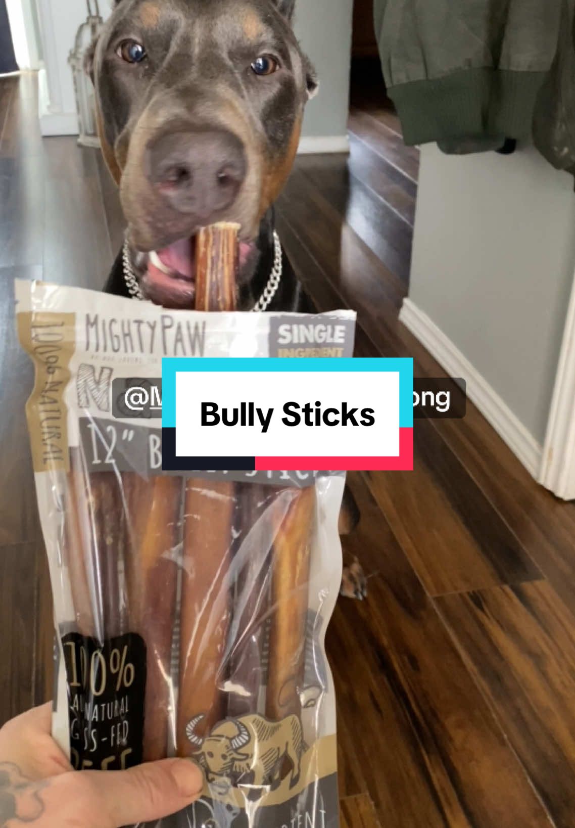 Ødin loves his bully sticks! #ødinthedoberman #mightypaw #mightypawbullysticks #bullysticks #dogenrichment @Mighty Paw 