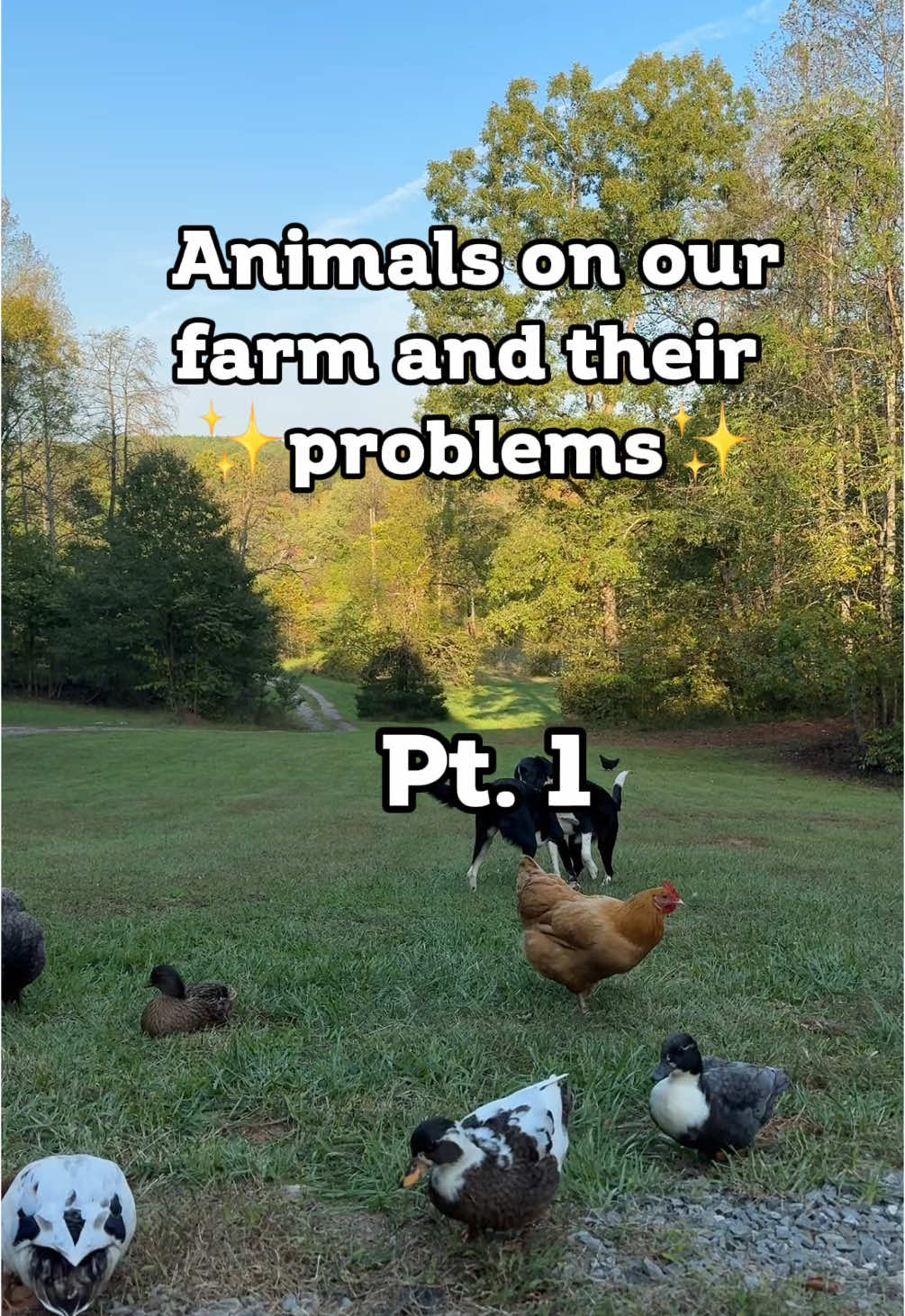 Let me know if you want a part 2! #hobbyfarm #smallfarm #farmanimals 